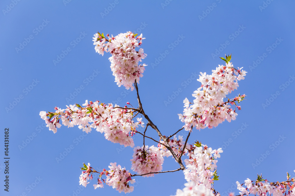 Cherry blossom trees in full bloom in springtime