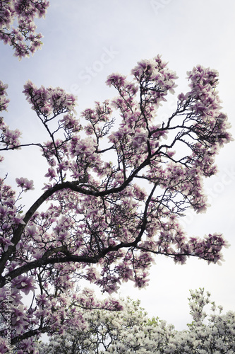 Wallpaper Mural blühender Magnolienbaum im Frühling Torontodigital.ca