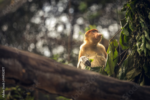 One Proboscis monkey on a tree