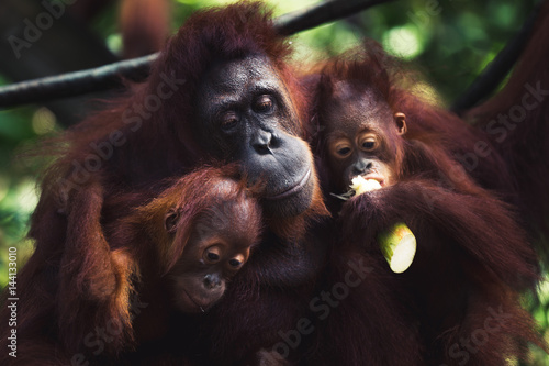 Orangutan family