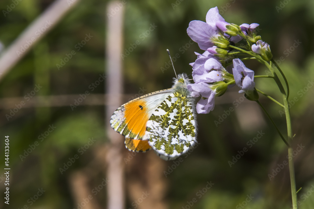Aurorafalter (Anthochraris cardamines)