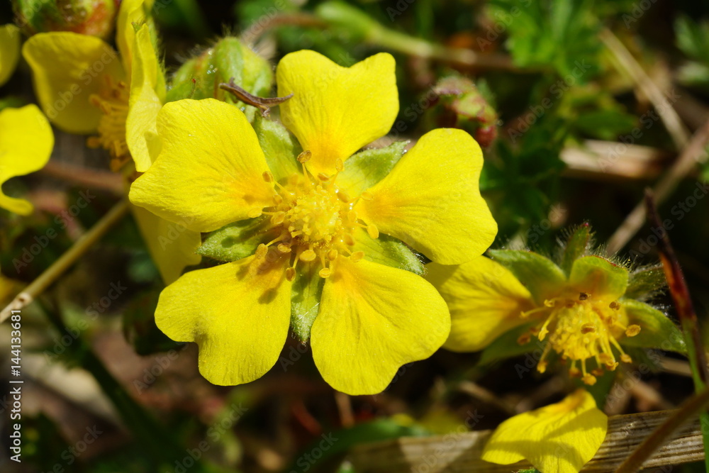 gelbes Sonnenröschen - Helianthemum nummularium gelbes Sonnenröschen - Helianthemum nummularium