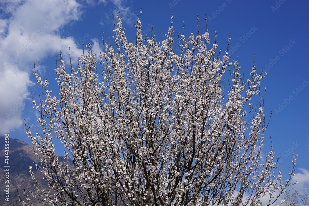 Rosa Kirschblüte vor blauem Himmel Rosa Kirschblüte vor blauem Himmel