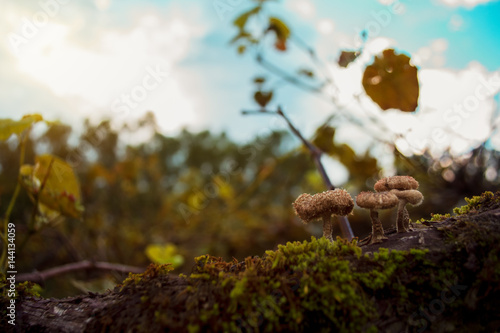 Moss and mushroons in a vineyard sunrise photo