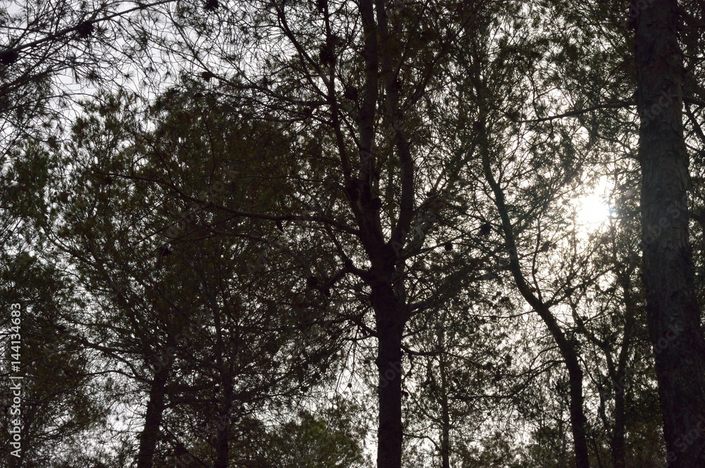 Fototapeta premium Pine woods at sunset