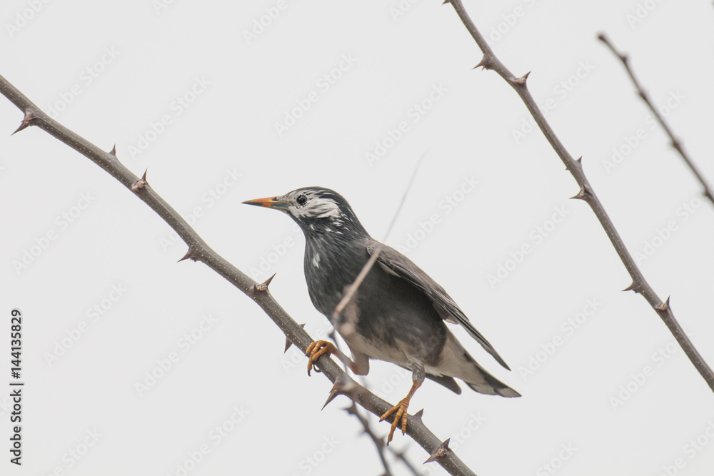 Fototapeta premium Bird Animal nature wildlife Tree close-up Japan Landscape Flying Spread wings