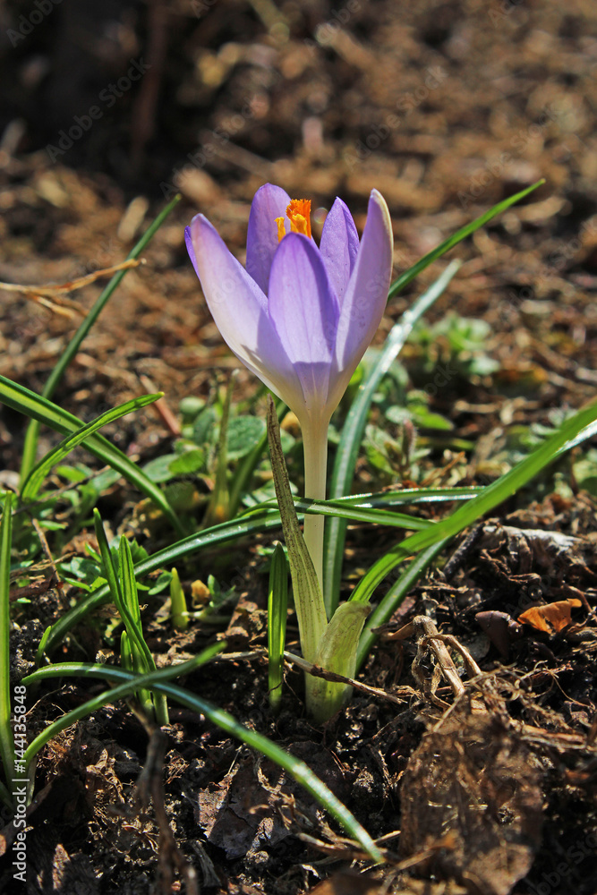 Crocus purple mini flower Crocus purple mini flower