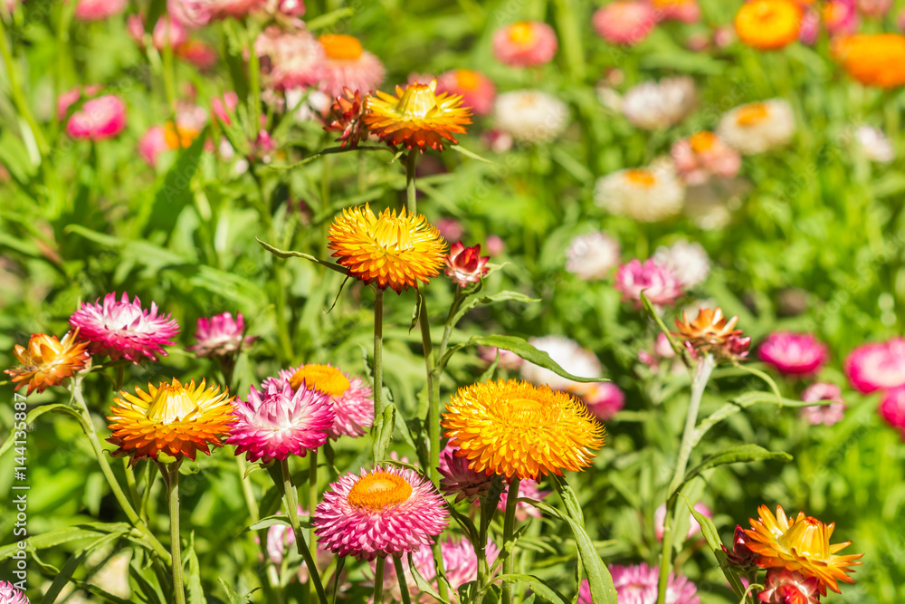 colourful Helichrysum bracteatum flowers in bloom growing on meadow colourful Helichrysum bracteatum flowers in bloom growing on meadow
