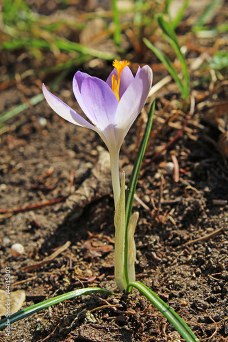 Crocus purple rare wild spring flower.
