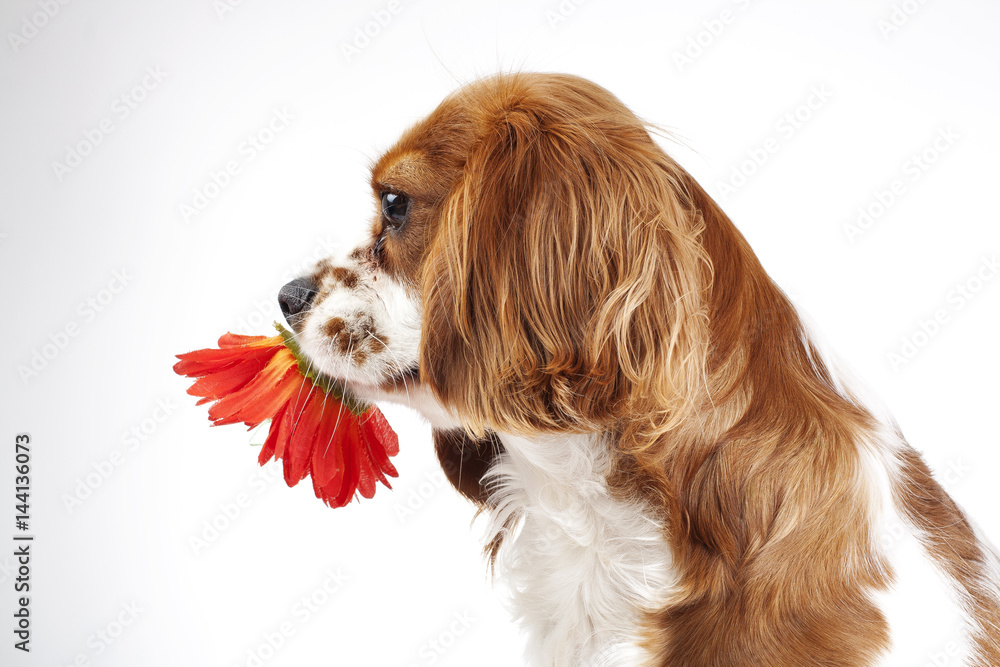 Spring dog with flower
