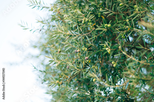 Olive branch with fruits. Olive groves and gardens in Montenegro.