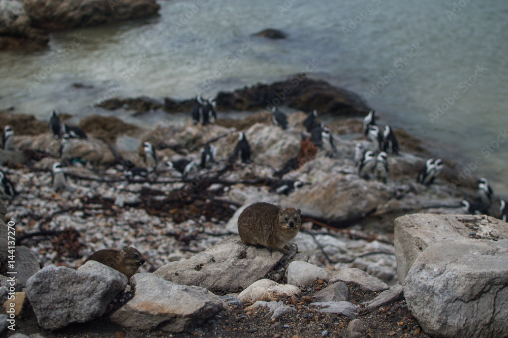 Rock Hyrax and Penguin Colony in Hermanus, Garden Route, Western Cape, South Africa Rock Hyrax and Penguin Colony in Hermanus, Garden Route, Western Cape, South Africa