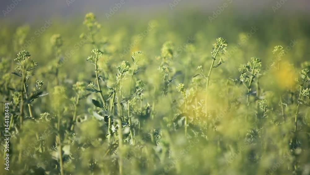 rapeseed field with a change of focus on flower rapeseed field with a change of focus on flower