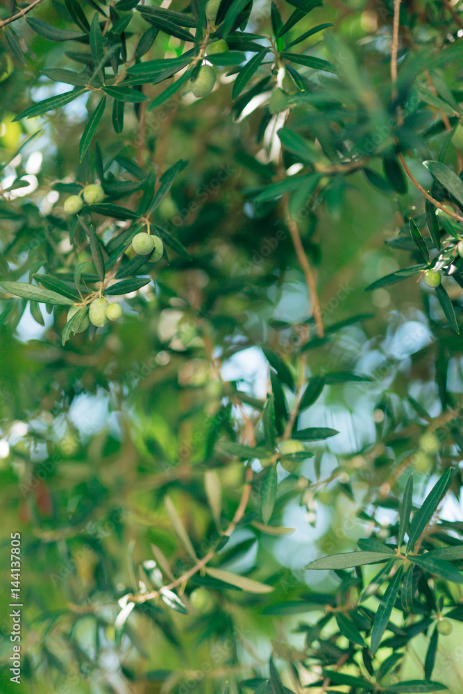 Olive branch with fruits. Olive groves and gardens in Montenegro.