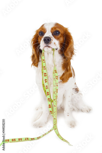 Dog with tape measure to illustrate walking fat weight loss or sport concepts.