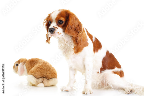 Dog with bunny rabbit on isolated whute studio background. Cavalier king charles spaniel with with Wo eared lop bunny rabbit.