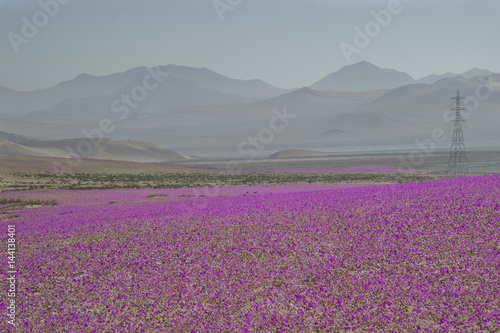 Flores fucsia en el desierto de Atacama, chile