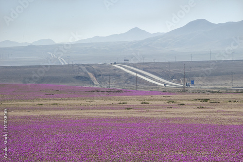 Flores fucsia en el desierto de Atacama, chile