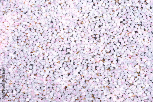 桜の花筏