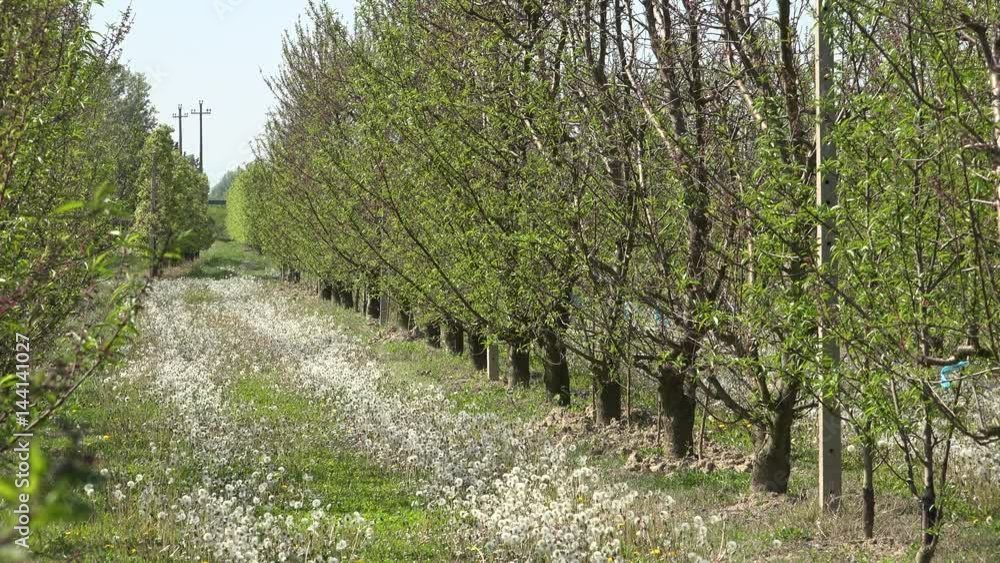 wind waving leaves of budding branches of orchards in rows and carpet of dandelions