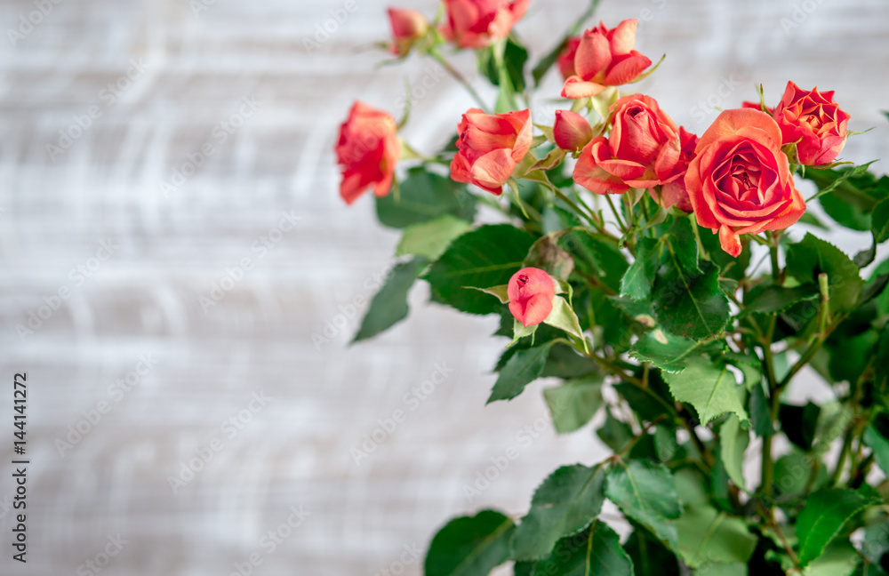 red roses design with fresh bouquet on wall background space for text