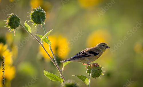 Bird in light with blurred sunflowers in background
