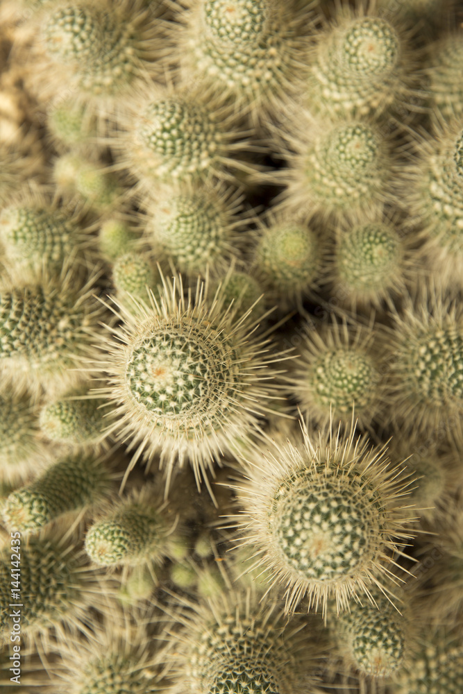 cactarium foto de Stock Adobe Stock