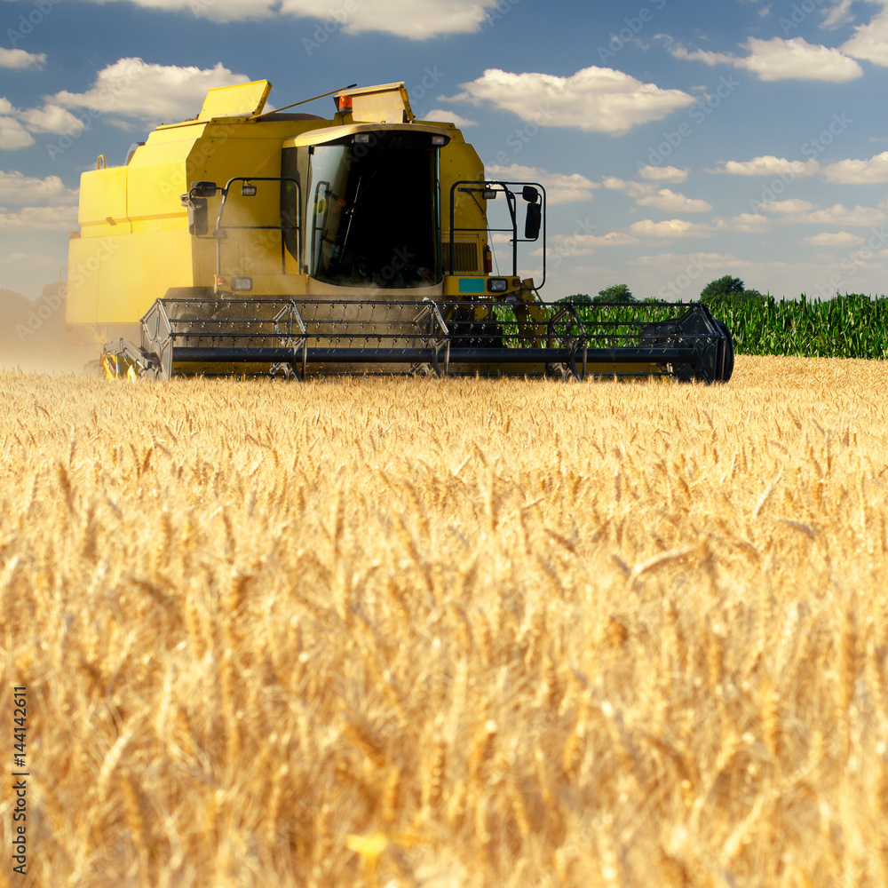 Obraz premium Harvester combine harvesting wheat on sunny summer day