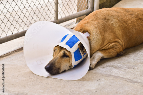 A sick dog with a protective collar and blue bandage is lying on concrete floor after ear surgery operation