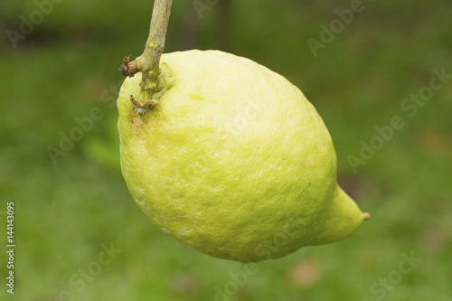 Green citrus medica on green background photo