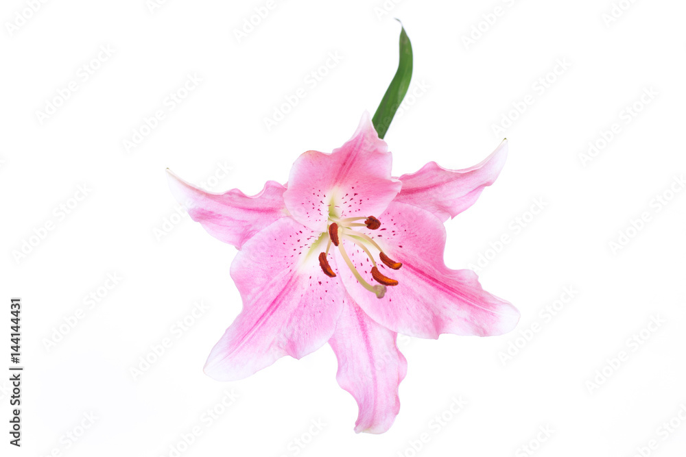 Pink lily  isolated on white background.