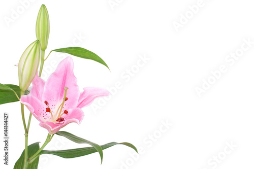 Pink lilies bunch isolated on white background. © Supitchamcadam