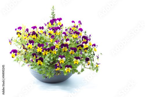 Tricolor pansy flower plant on a gray pot isolated in white background studio
