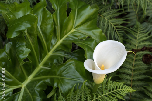 Calla Lily on Greeen Background