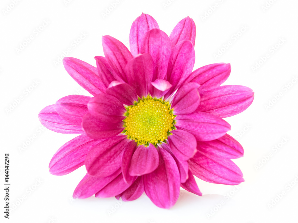 Pink Chrysanthemums. Pink Chrysanthemums.