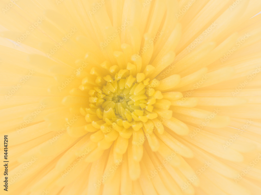 Yellow chrysanthemum.