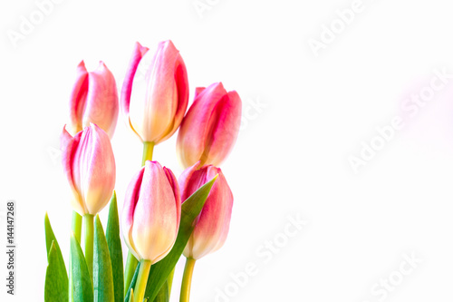 Pink tulips on white background.
