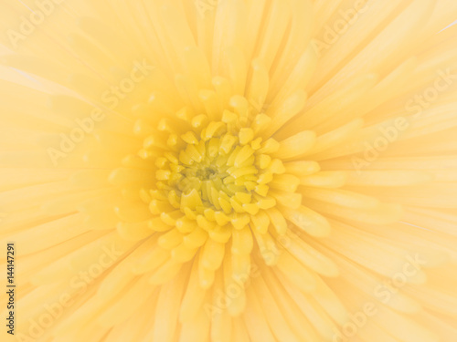 Yellow chrysanthemum.