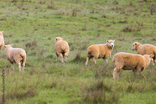 Schafe auf gr  ner Wiese