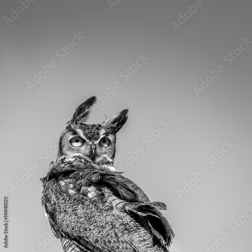 Great Horned Owl Looking Backwards in the Wind - B&W