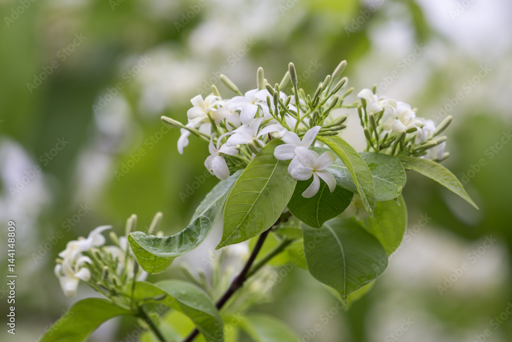 wild water plum flower