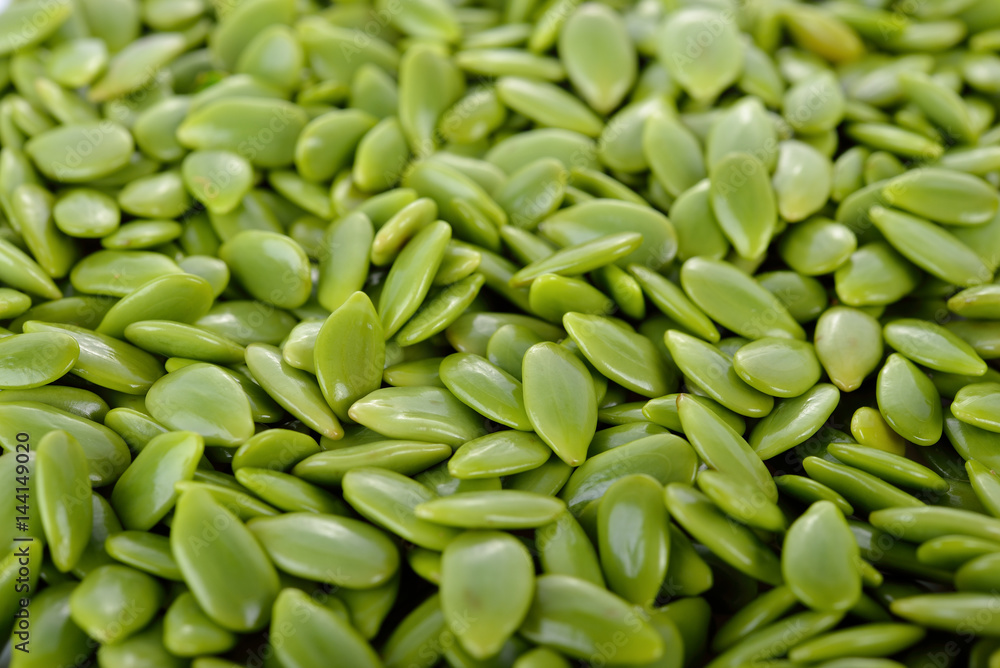 white popinac seeds as a background white popinac seeds as a background