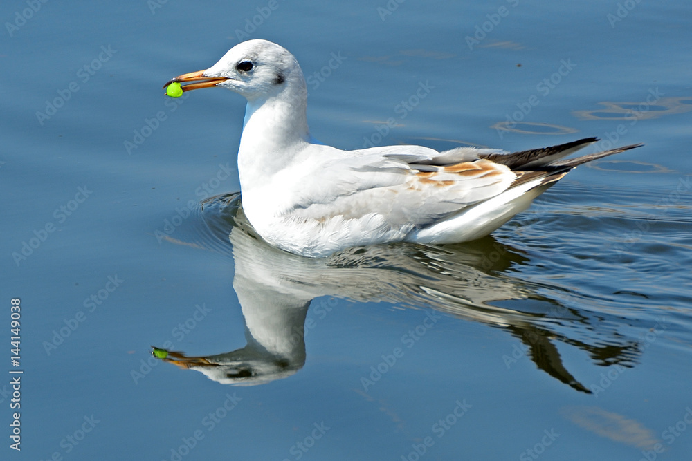 Slender-billed gull at Lake Shinobazu, Tokyo, Japan Slender-billed gull at Lake Shinobazu, Tokyo, Japan