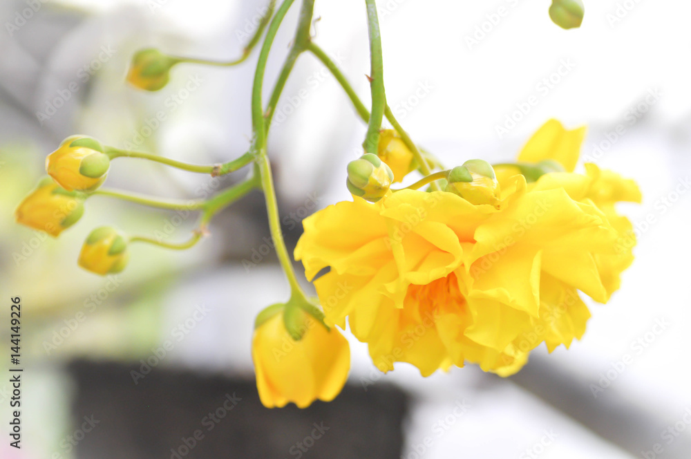 Fototapeta premium Cochlospermum regium or yellow flower