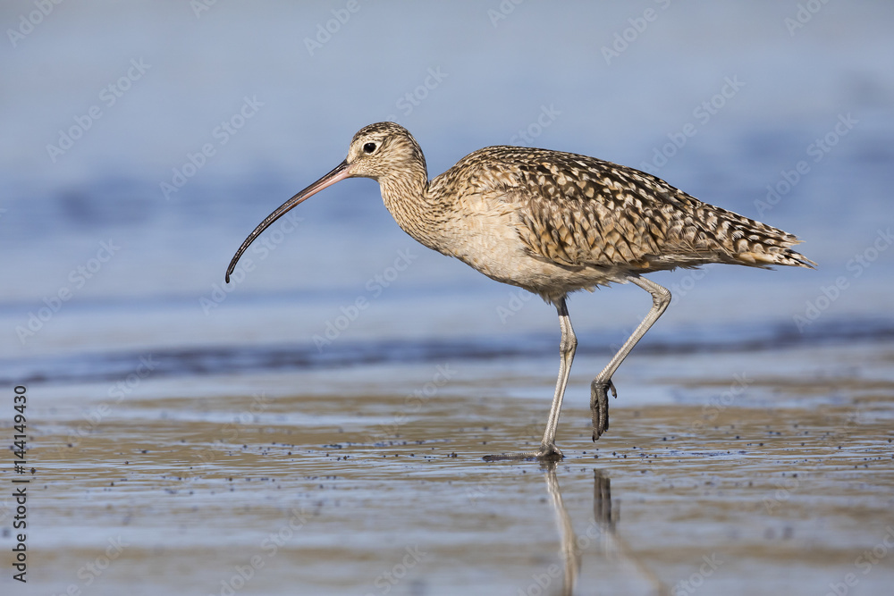 Long-billed Curlew foraging at the edge of an estuary Long-billed Curlew foraging at the edge of an estuary