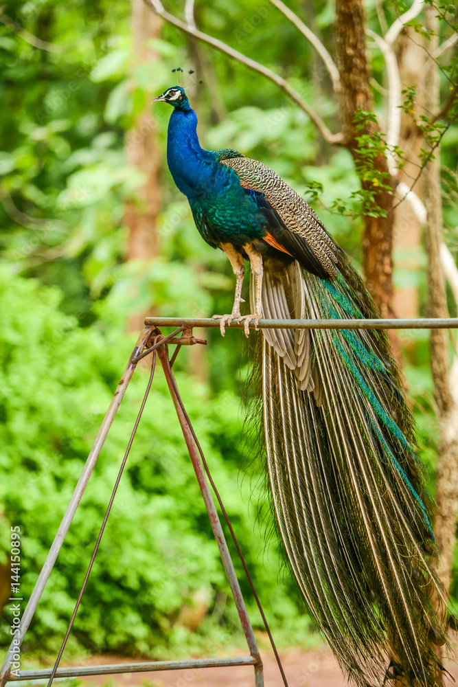 Naklejka premium Beautiful peacock holding on iron swing