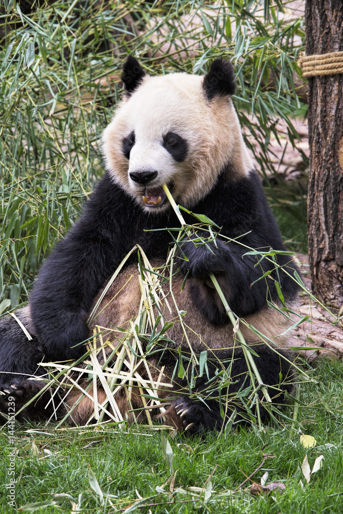 Obraz premium Adult Giant Panda eating bamboo, Chengdu China