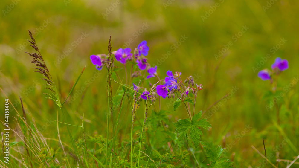 Meadow violet flowers and green grass Meadow violet flowers and green grass