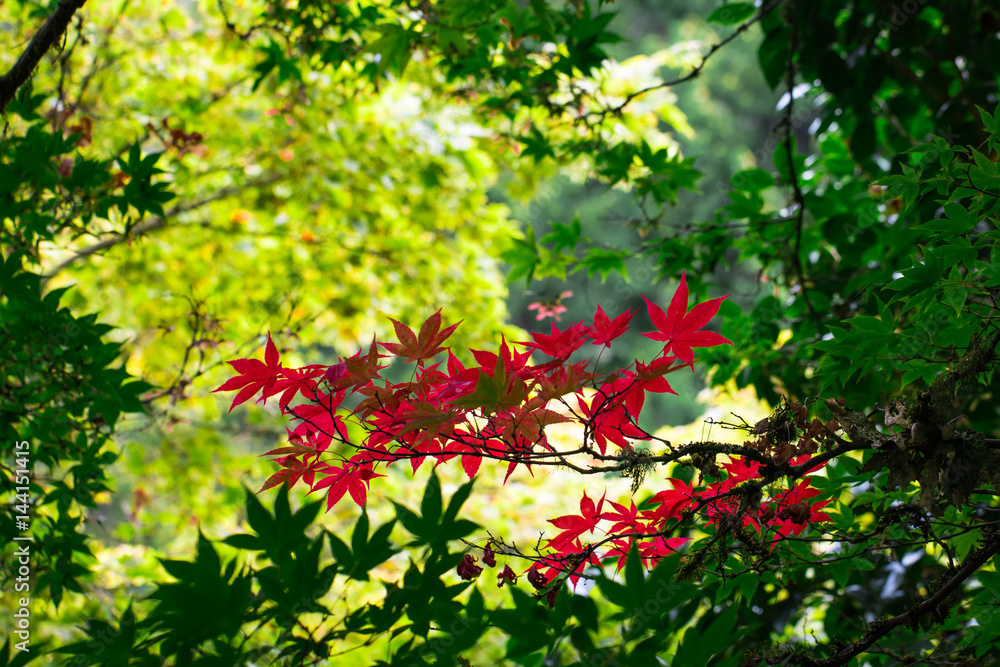 Japanese maple. Japanese maple.