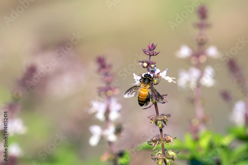 honey bee collects Basil flower nectar © wisannumkarng